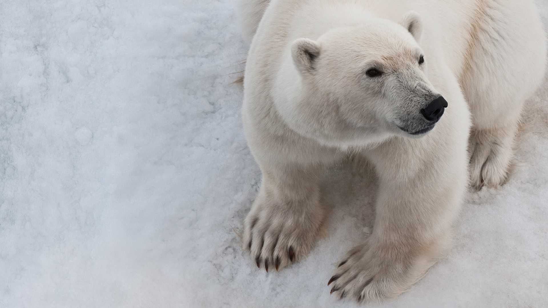 Northwest Passage: Greenland to Alaska 2022 - Polar bear